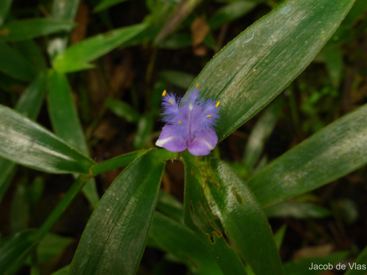 Cyanotis ceylanica Hassk.